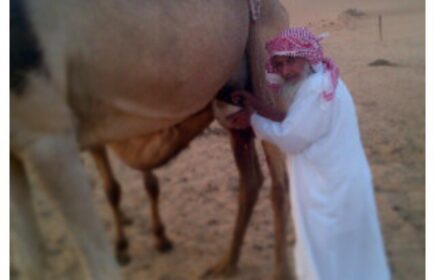 عيد بن سعيد بن نعت الراشدي يحلب المبروكه عيد بن سعيد بن نعت الراشدي يحلب المبروكه