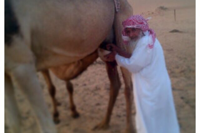 عيد بن سعيد بن نعت الراشدي يحلب المبروكه عيد بن سعيد بن نعت الراشدي يحلب المبروكه